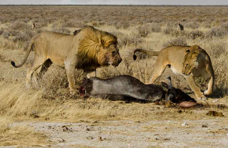 40 - Namibia - leones comiendo - parque nacional de Etosha